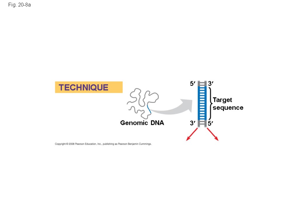 Fig. 20-8a 5 Genomic DNA TECHNIQUE Target sequence 3 3 5